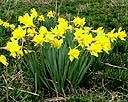 Daffodils 5.jpg